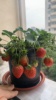 野生草莓苗红花草莓苗草莓种子四季草莓苗红颜奶油阳台种植草莓苗