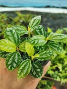 冷水花盆栽雨林植物，鱼缸植物微景观多颗一盆