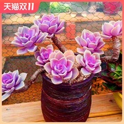 紫珍珠红心莲多肉，植物室内组合小花卉，四季盆栽套餐办公桌绿植