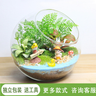 苔藓微景观生态瓶趣味植物创意，办公室diy材料，包迷你(包迷你)玻璃盆栽礼物