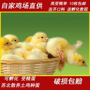种蛋受精蛋可孵化纯种青脚红瑶鸡小鸡散养土鸡蛋笨鸡蛋10枚