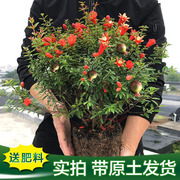 石榴盆景赏果树苗带果盆栽，老桩带花阳台，庭院四季开花易养绿植花卉