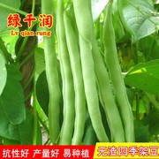 无筋四季豆种子种籽无渣厚肉泰国架豆芸豆高产春夏秋播蔬菜种孑籽