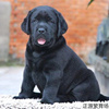 拉布拉七犬i幼犬纯种黑色狗过幼体大型导盲Z训练活的成年小多