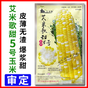 艾米歌甜5号玉米种籽特高产超甜双色水果玉米种子国审甜玉米种孑
