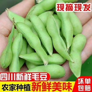 速发!现摘当季新鲜毛豆8斤青豆时令蔬菜豆角农家自种生大豆嫩豆荚