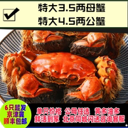 北京闪送母蟹3.5两公蟹4.5两大闸蟹单只售卖6只起卖顺风