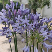 百子莲宿根苗根室内庭院，多年生花卉种植开花盆栽四季耐寒年年开花