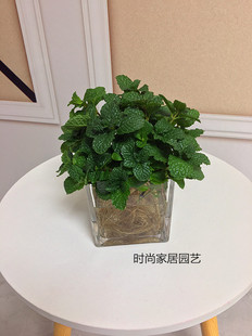 水培薄荷小型桌面绿植物盆栽  提神醒脑清香型香草植物 耐寒好养