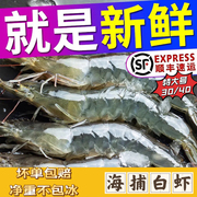 特大号海鲜白虾鲜活急冻海虾大虾水产基围虾海捕