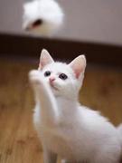 中华田园猫便宜小白猫幼猫纯白猫咪幼崽异瞳双蓝眼白猫活体白色猫
