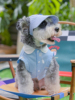 可爱猫咪狗狗衣服夏季无袖，宠物衬衫比熊，博美雪纳瑞小型犬衣服薄款