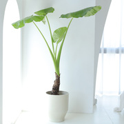 定制大型滴水观音绿植大叶海芋 象耳芋北欧造型观叶植物室内客厅