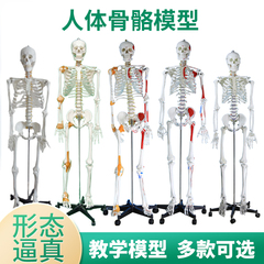 170cm椎间盘神经肌肉人体骨骼模型
