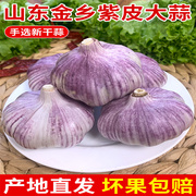 山东大蒜头干蒜5斤紫皮特级种籽商用新鲜蒜瓣9斤蒜种子大祘头籽