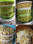 康丽豆芽机家用全自动智能小型生豆芽发芽盆神器罐芽菜桶绿豆