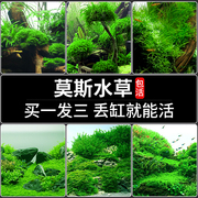 水草鱼缸造景莫斯水草懒人水培真植物套餐阴性前景珊瑚慕斯树