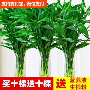 水养富贵竹水培绿植物室内客厅招财粗杆带根节节高观音竹转运竹子