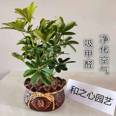 四季常青鸭脚木盆栽八方来财鹅掌柴发财树七叶莲绿植室内外吸甲醛