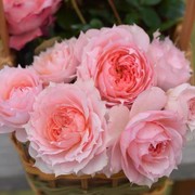 莫妮卡戴维月季花苗大花，浓香开花美人尖粉色玫瑰，四季盆栽花卉欧月