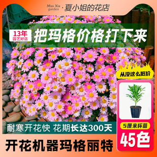 玛格丽特四季种开花阳台盆栽，花苗花卉庭院室内室外好养易活的植物