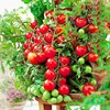 四季播种矮生盆栽樱桃小番茄种子圣女果西红柿室内阳台蔬菜水果种