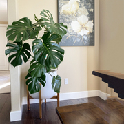 龟背竹大型盆栽北欧网红绿植，室内客厅办公室大叶，植物除甲醛真花卉
