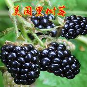 嫁接水果美国黑树莓苗黑莓树苗当年结果智利黑莓红树莓