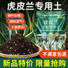 栽种金边虎皮兰专用土，营养土用土花土种养殖土壤虎尾兰土专用肥料