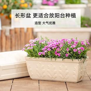 日本IRIS爱丽思FIRENZE凸纹长方形大口径大号塑料仿陶瓷种菜花盆