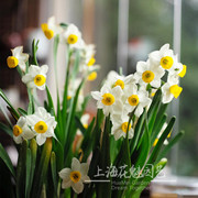 水仙花盆栽 耐寒清香雅致中国水仙 冬季室内外水培花卉 易养
