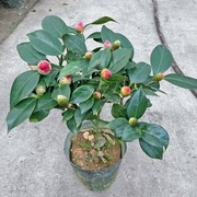 香妃山茶花盆栽五色赤丹花卉植物室内好养茶花树苗四季开花