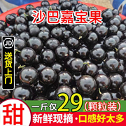 沙巴嘉宝果鲜果3斤树葡萄，新鲜水果现摘孕妇，罕见稀有水果大果1