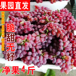 小蜜蜂克伦生葡萄，新鲜新疆无籽脆甜无核红宝石，提孕妇水果