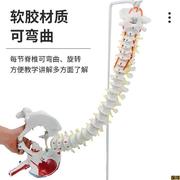 高档80CM人体脊柱模型1 1成人正骨练习脊椎颈椎腰椎人体骨Z骼骨架