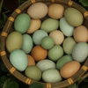 广西桂林10枚土鸡蛋绿壳鸡蛋
