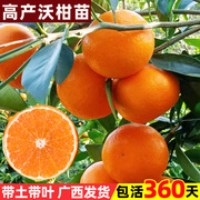 广西沃柑树苗正宗嫁接无籽核，香橙桔橘子果树，果苗南方种植当年结果