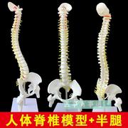 人体脊椎模型骨骼骨架脊椎骨模型，股骨45cm正骨练习教学颈椎模型