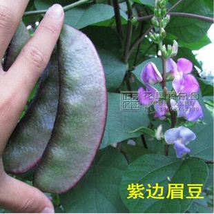 紫边眉豆种子苗扁豆角 边边红眉豆好吃易种耐寒爬藤蔬菜种籽10粒