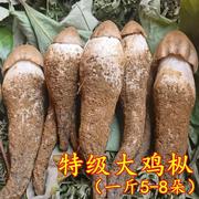 新鲜野生鸡枞菌云南特产山珍美味荔枝菌油鸡纵棕香菇食用农产品