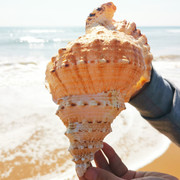 天然真海螺贝壳摆件工艺品，鱼缸造景海螺超级特大号角可吹玩具深海