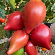 超甜芒果蜜番茄种子沙瓤水果大西红柿种籽四季盆栽蔬菜孑苗秧春季