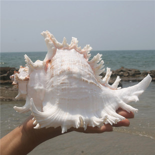 天然大海螺贝壳白千手(白千手，)螺家居摆件鱼缸，造景水族箱装饰大贝壳海螺壳
