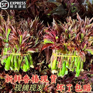 贵州特产野菜食用生鲜蔬菜新鲜现摘头茬香椿芽椿菜叶500g