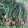 安徽农家自种新鲜蔬菜小香葱农家红根小葱火葱香葱红皮小香葱