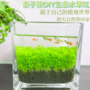 四季水生植物水草种子办公室桌面室内盆栽花卉鱼缸水池湿地草坪籽