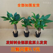 发财树盆栽植物室内花卉盆栽绿植金钱树绿萝吸甲醛净化空气绿植