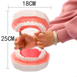 牙齿模型牙医教学刷大假牙，备牙幼儿园练习儿童牙科口腔摆件