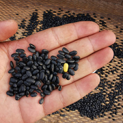 肾形黑豆500克陕西老品种，陕北农家自产食新货，黑小豆可醋泡杂粮