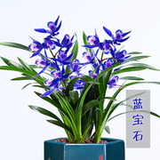 世界上香的兰花蓝宝石四季开花兰花苗，浓香型室内花卉植物好养